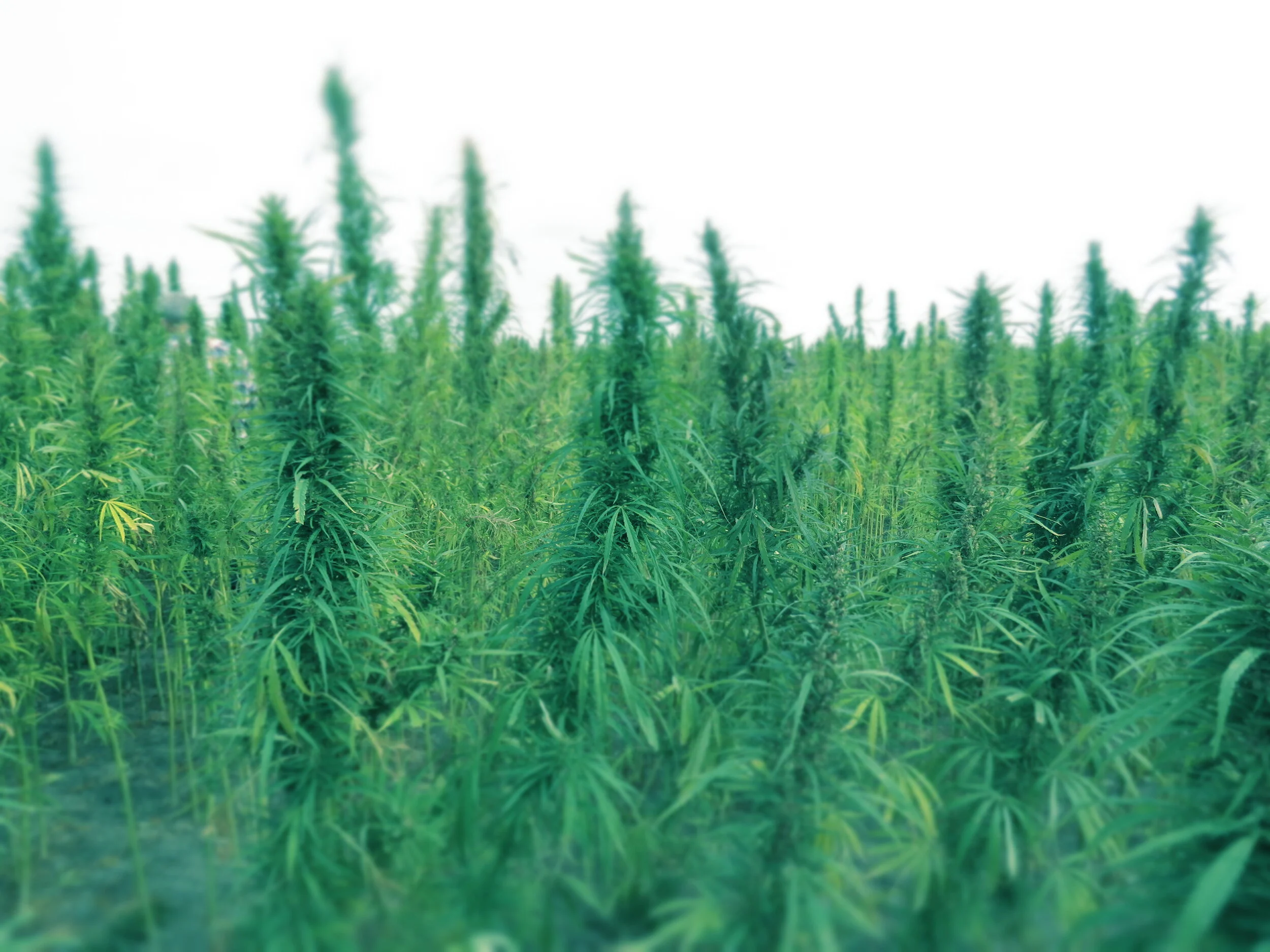When Should I Plant Certified Hemp Seed? 