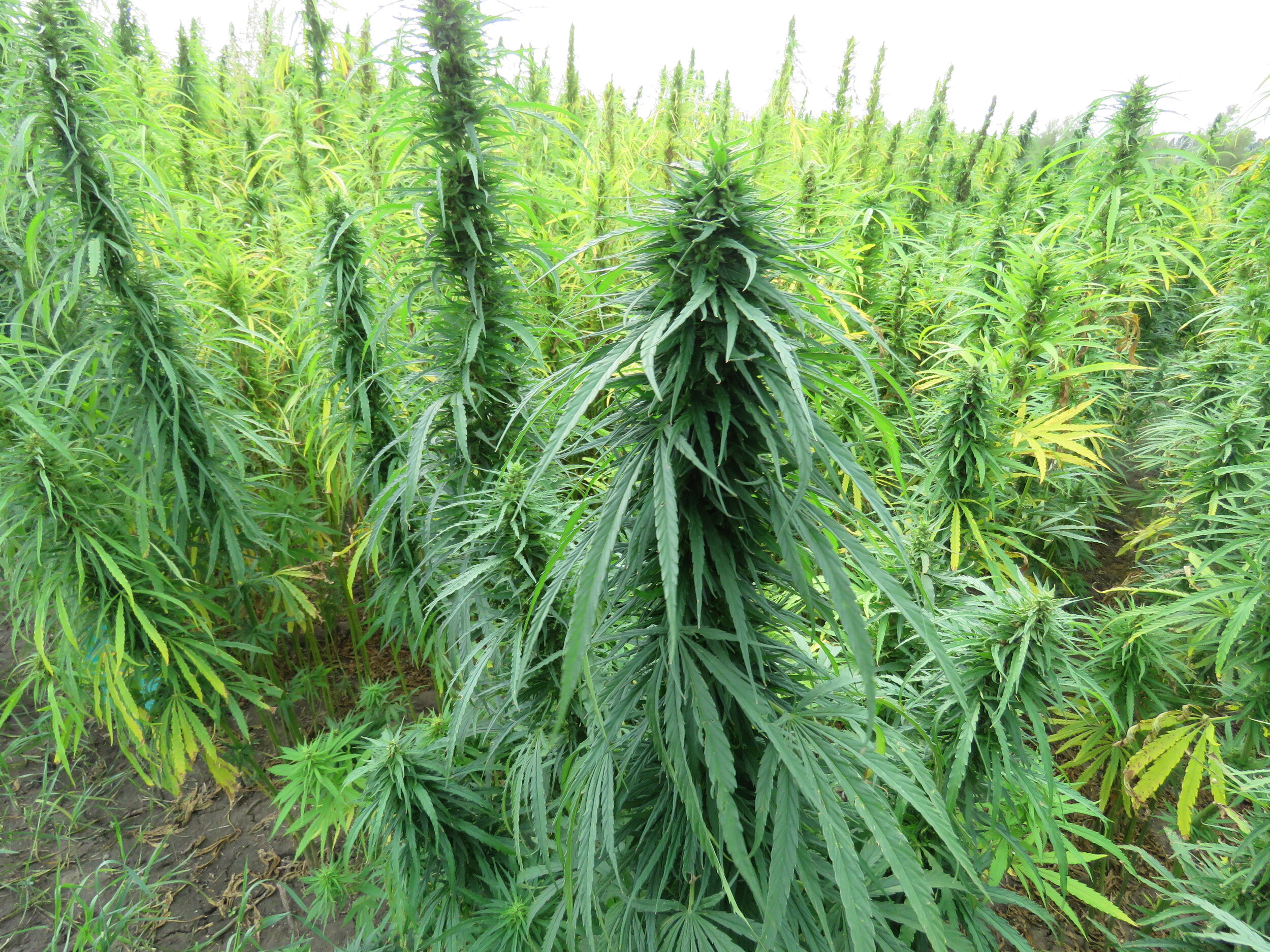 The Difference Between OECD &amp; AOSCA Certified Hemp Seed