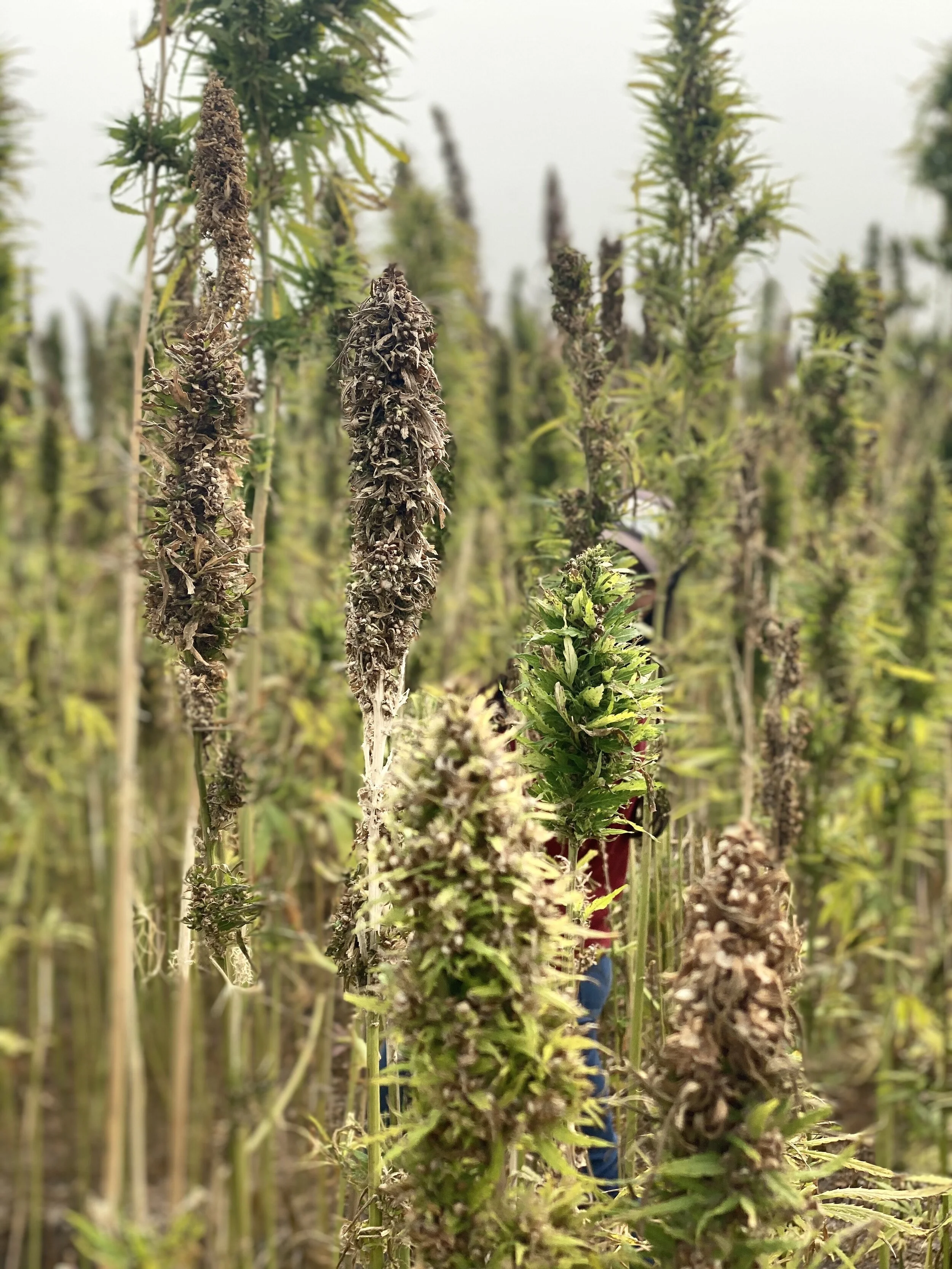 Common Reasons for Hemp Crop Failure 