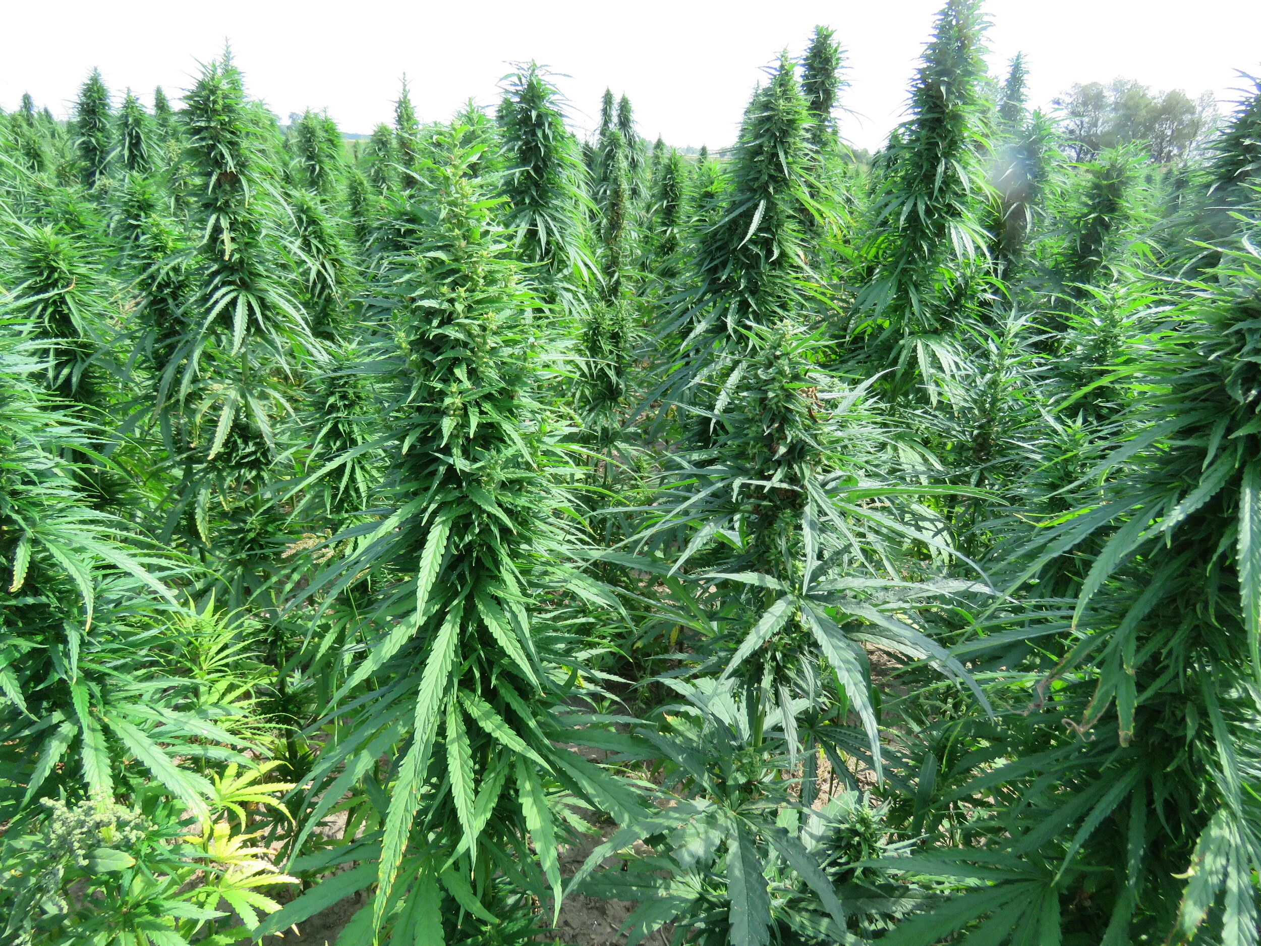 2021 AOSCA Certified Hemp Seed Catalogue
