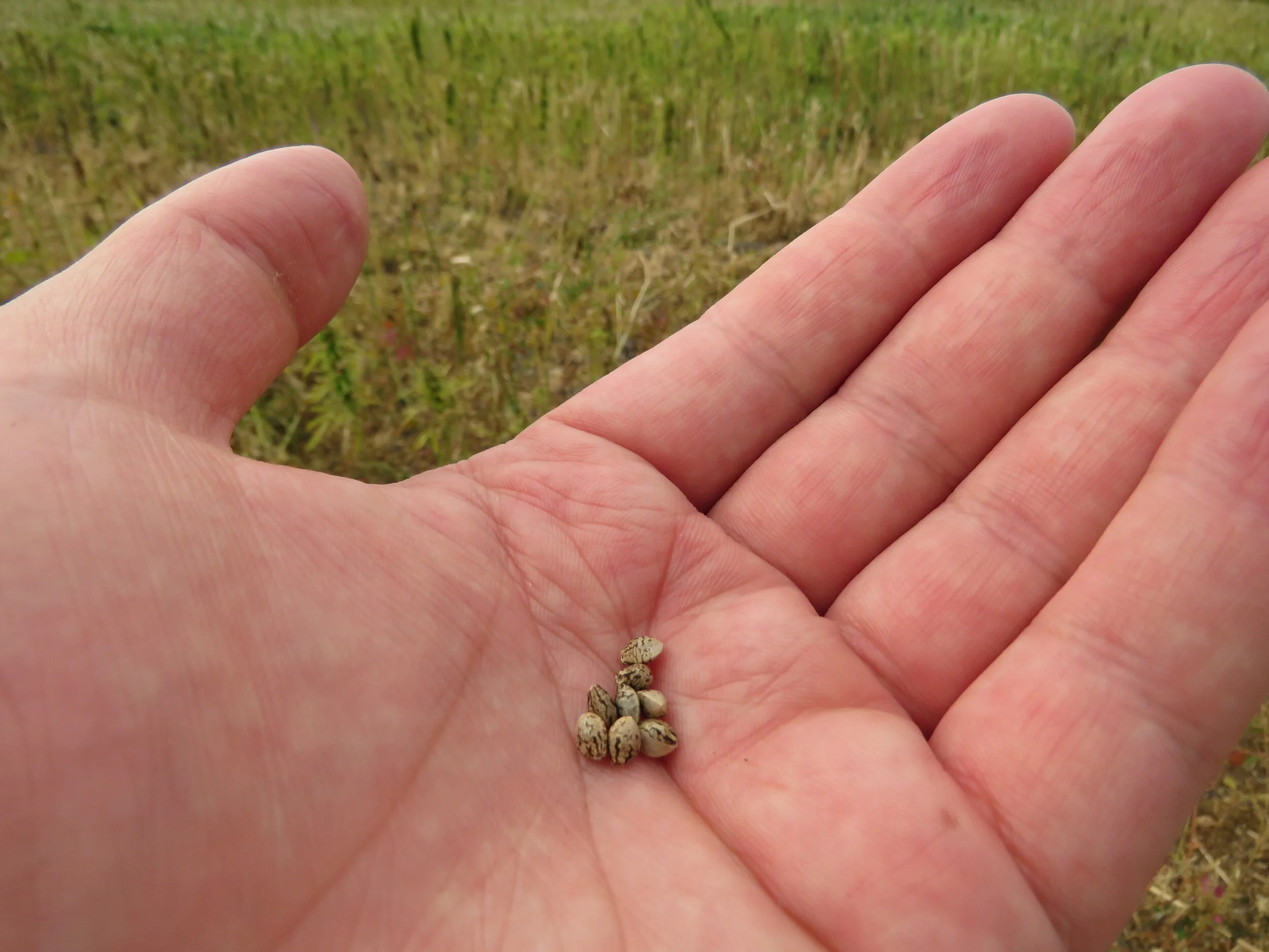 The Value of Certified Hemp Seed
