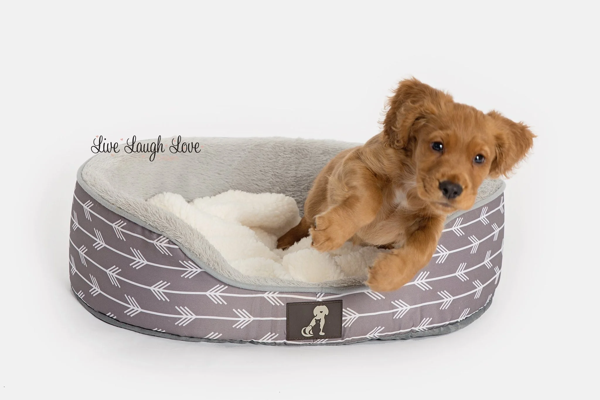 pet mini 5.jpg