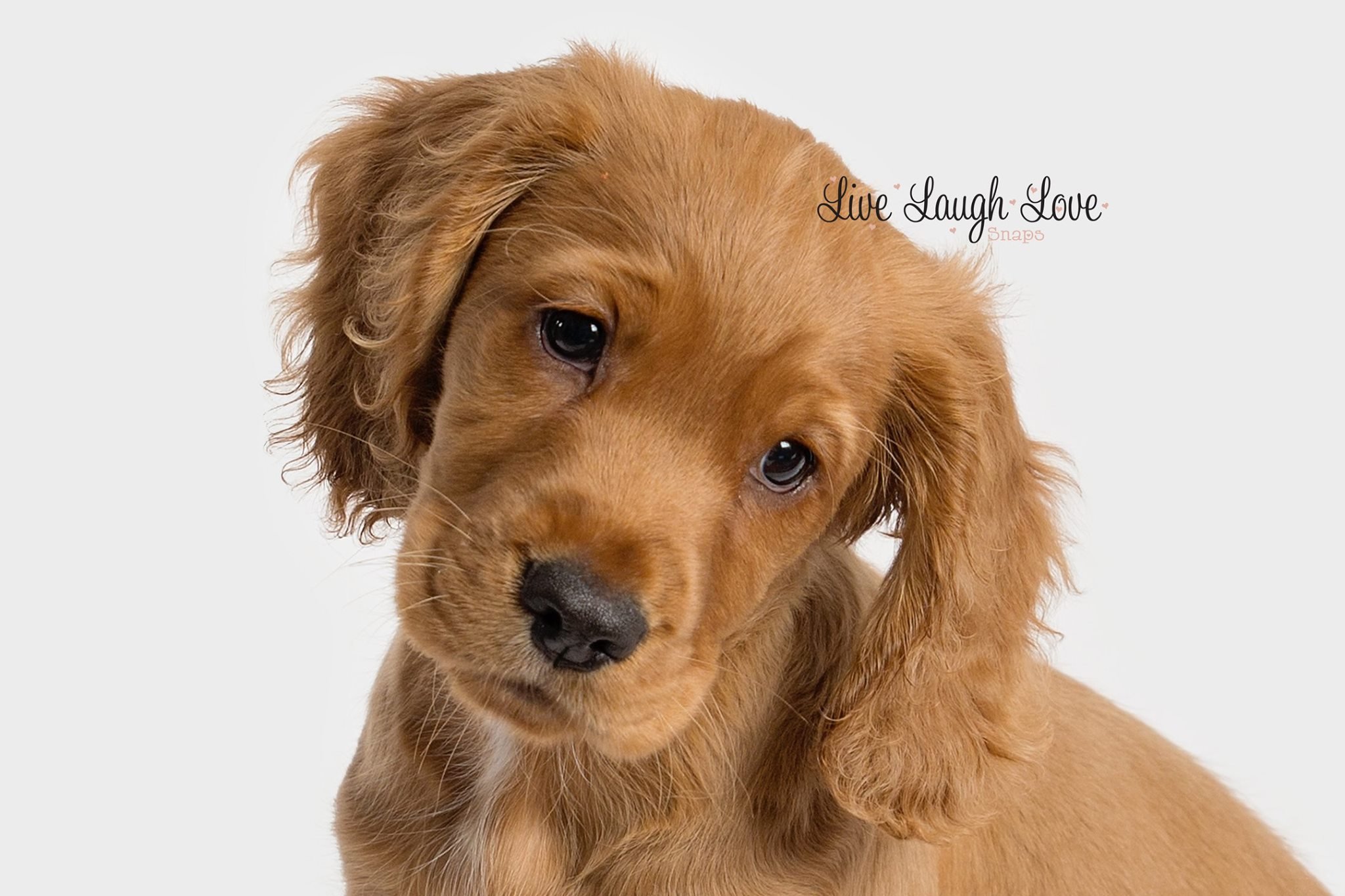 pet mini 3.jpg
