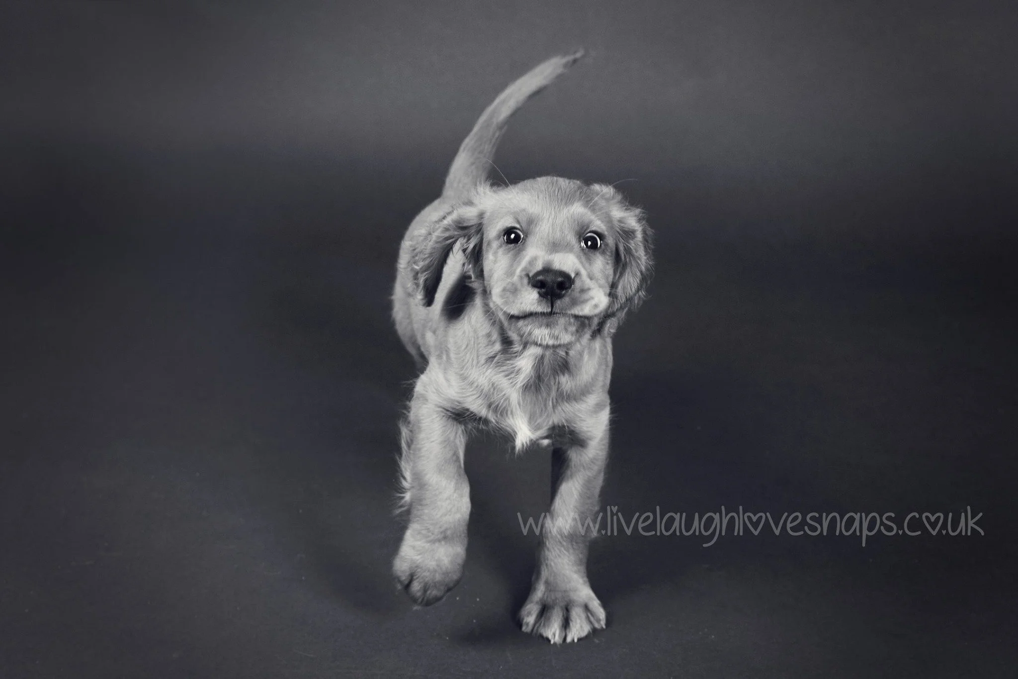 pet mini 2.jpg