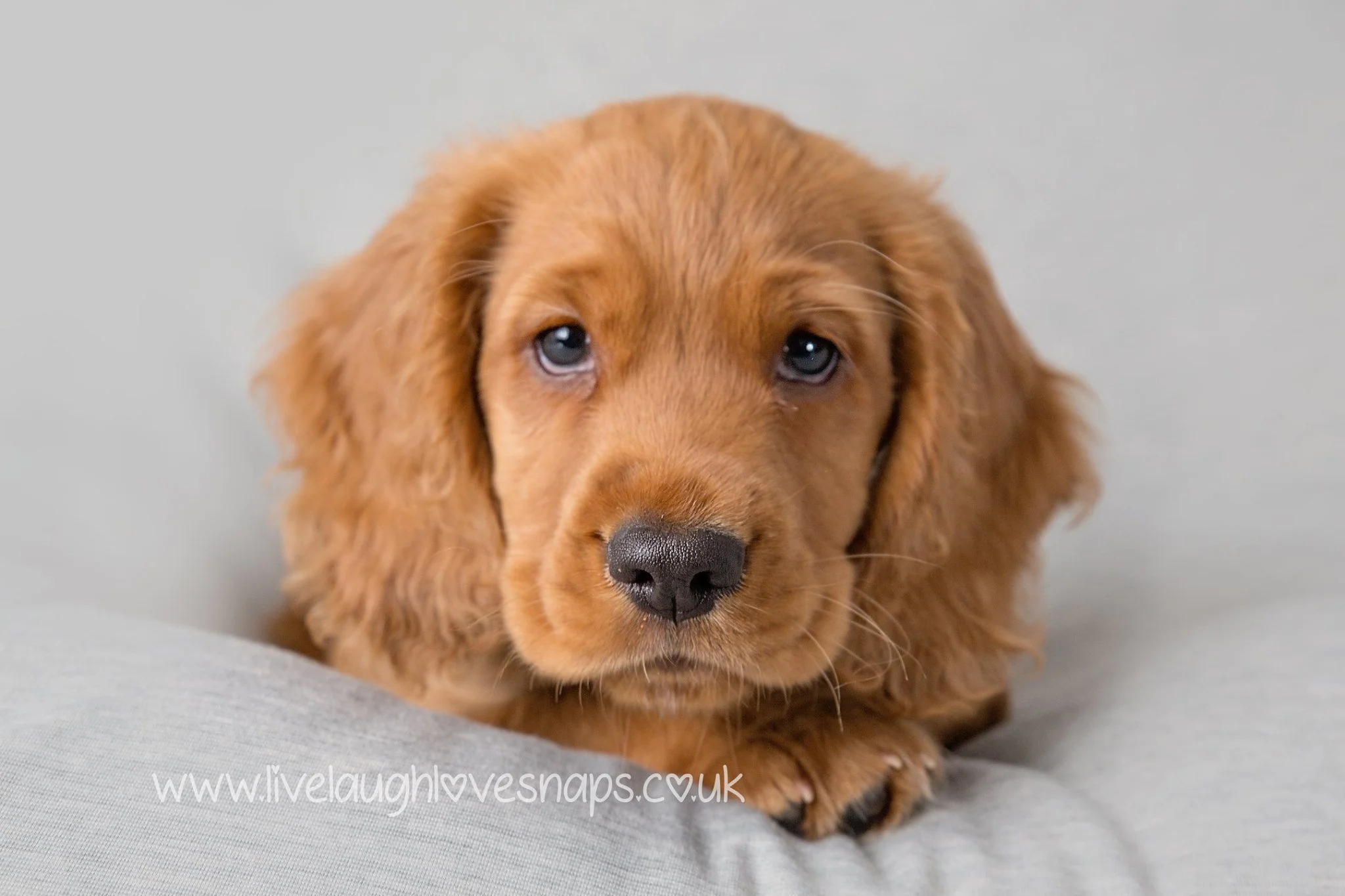 pet mini 1.jpg