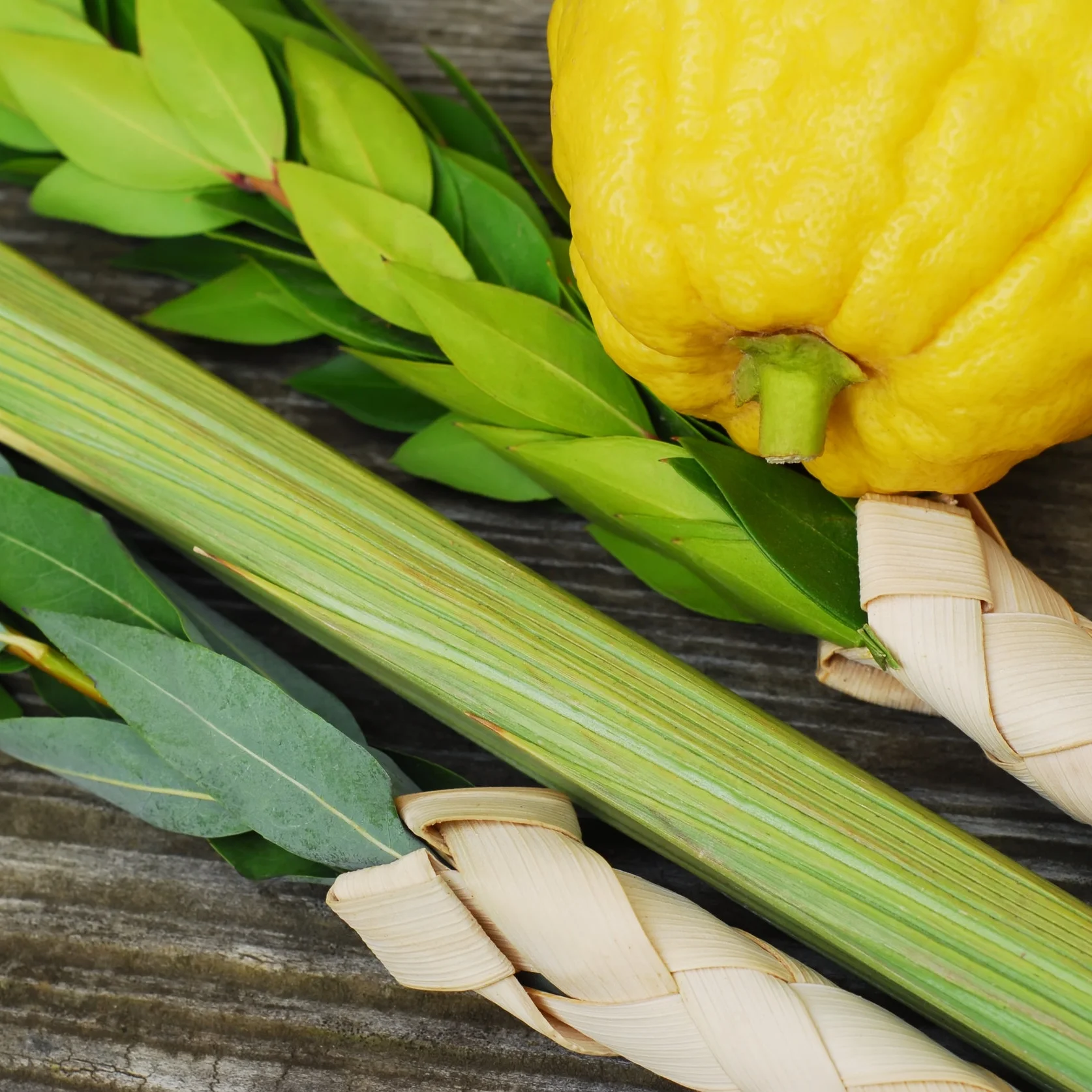 Sukkot.jpeg