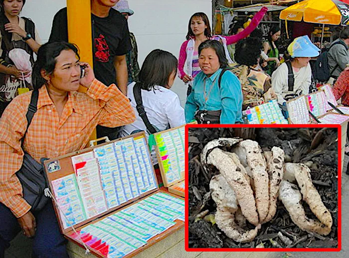 Neighbors flock to lucky home to wait for a mushroom to give them lottery numbers