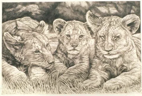 lion_cubs.jpg