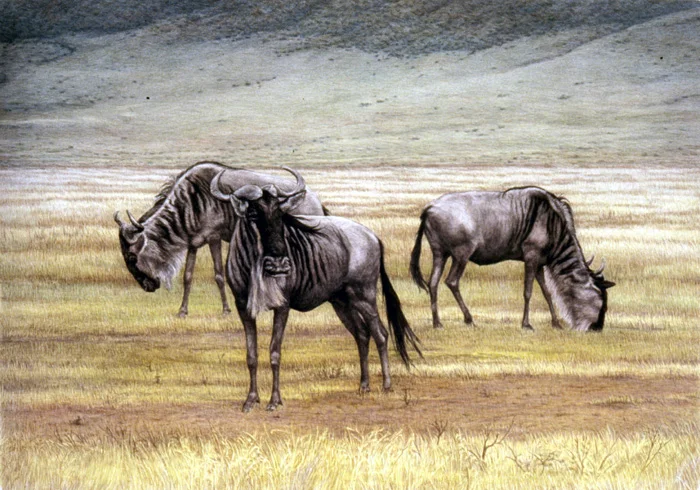 wildebeest_ngorongoro.jpg