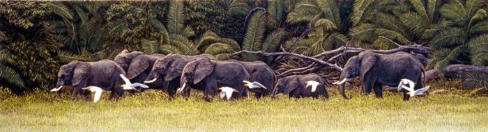 "Elephant Walk" by Dennis Curry