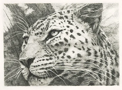 Leopard Portrait" by Dennis Curry