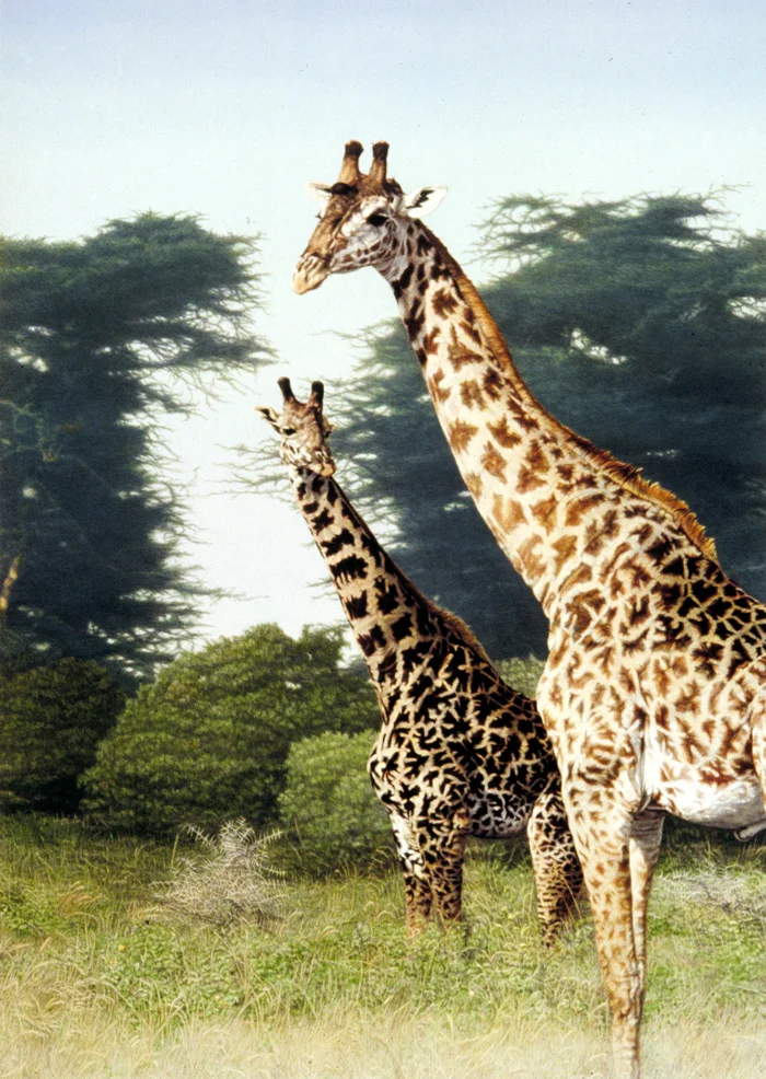 "Giraffes of Manyara" - Artist's Africa Portfolio - by Dennis Curry I find giraffe, towering upward to 20 feet in height, to convey the essence of graceful elegance. This work was my contribution to the Artists’ Africa Portfolio, commissioned by the Foundation Fine Arts to introduce 5 leading American artists to Africa as well as original Mylar lithography. 