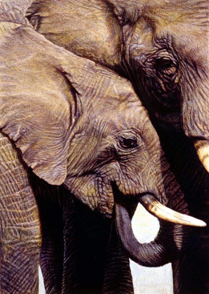 "Elephant's Child" by Dennis Curry The protective maternal love for their young have endeared the elephant to many. This intimate portrait depicts their familial closeness.