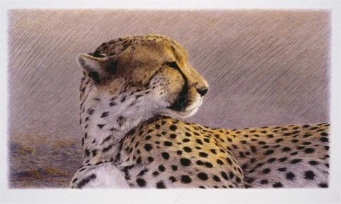 "Duma" by Dennis Curry Duma, Swahili for cheetah, captures a languorous though watchful cheetah in the golden light of a setting Serengeti sun. 