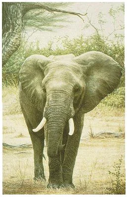 "Ndovu" by Dennis Curry