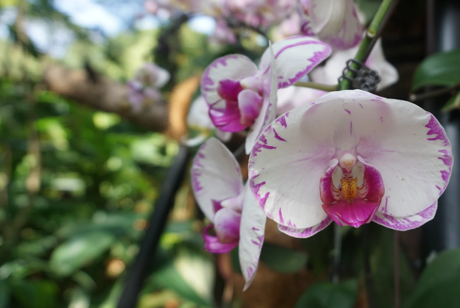 purplewhiteorchid.jpg