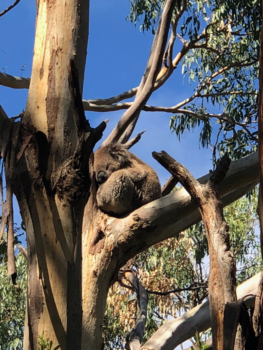 koala2.jpg