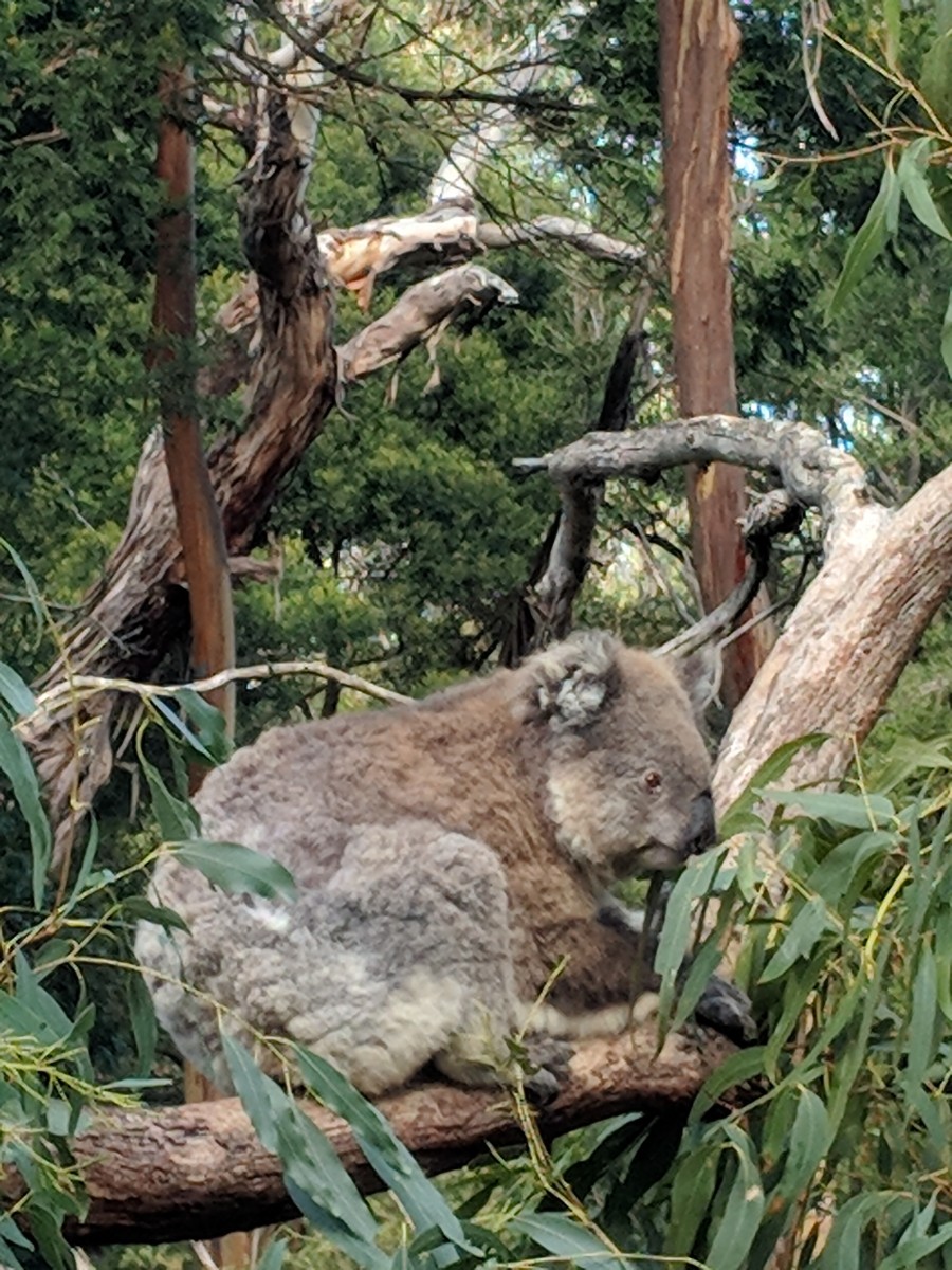 koala3.jpg