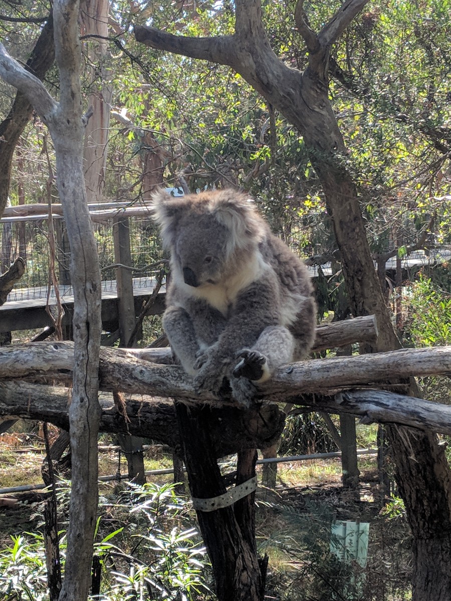 koala4.jpg