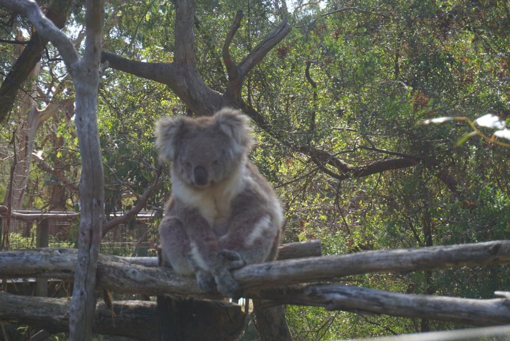 koala6.jpg