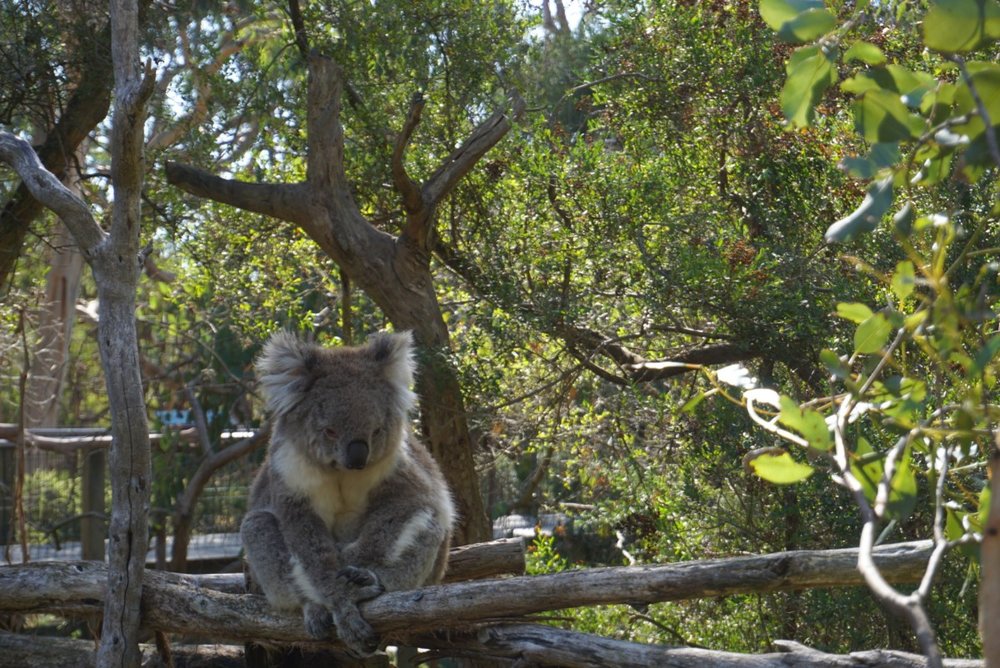 koala7.jpg