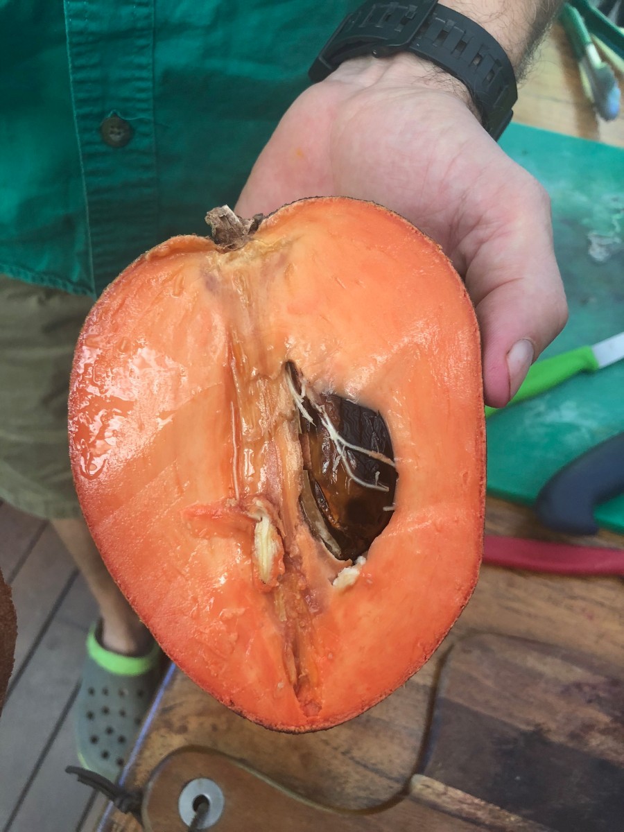 pumpkinfruit.jpg