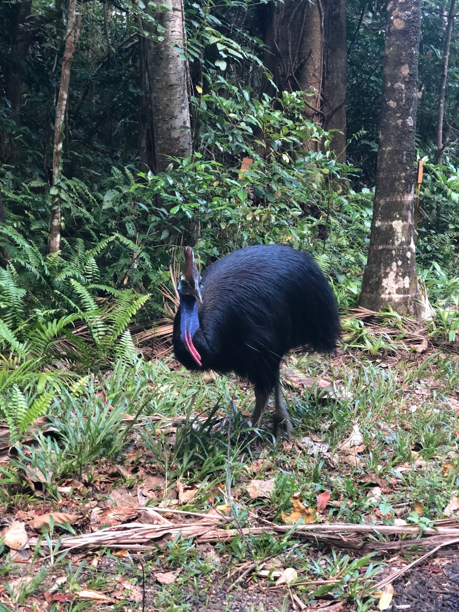 cassowary1.jpg