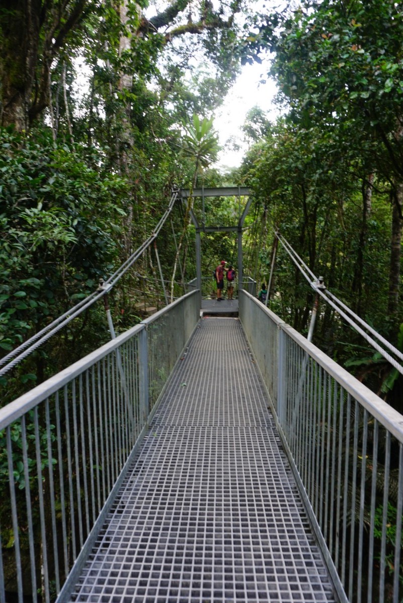 daintreebridge.jpg