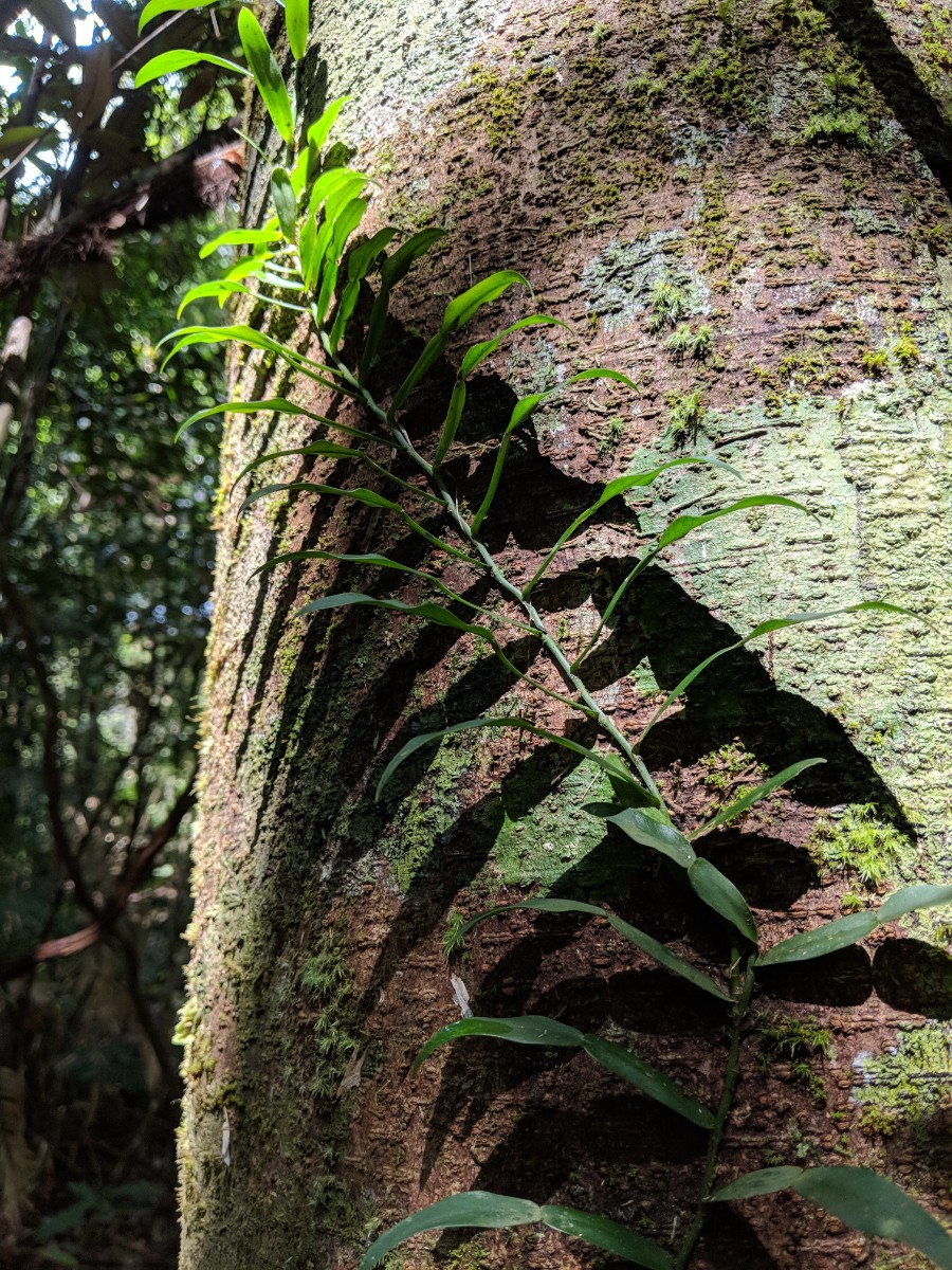 daintree