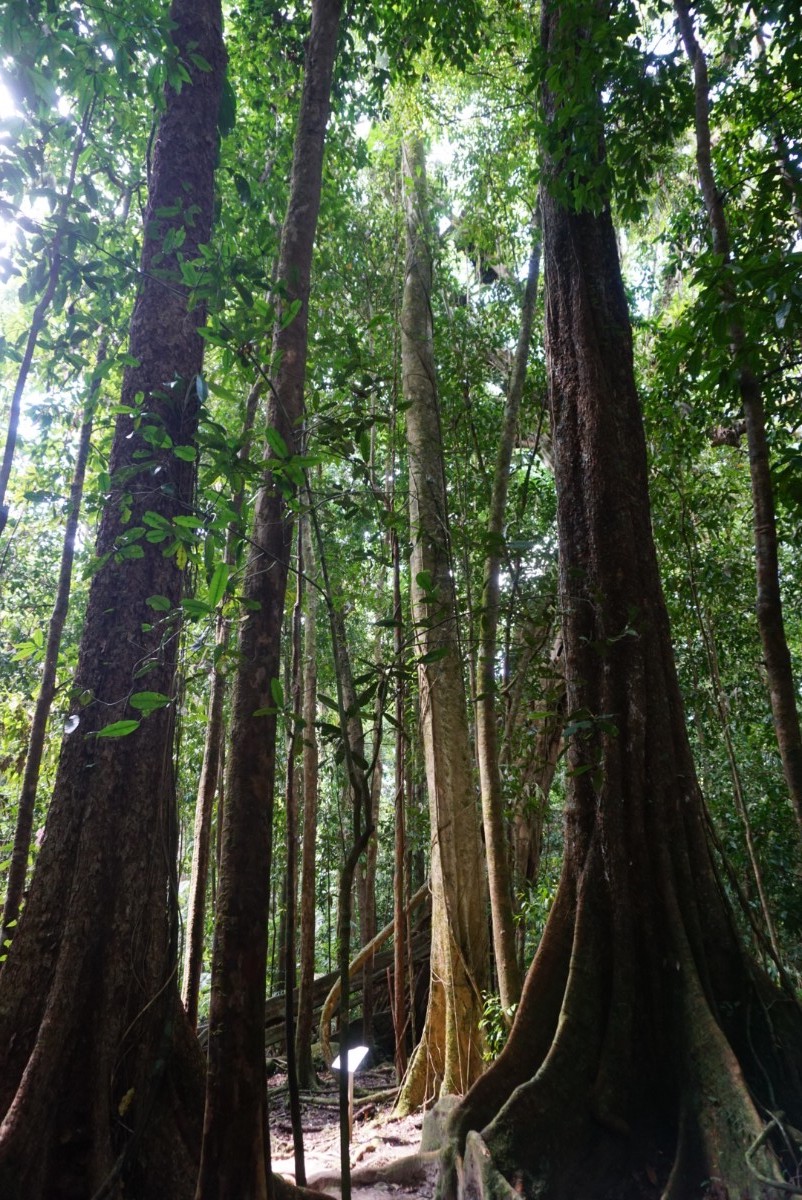 daintreetrees.jpg