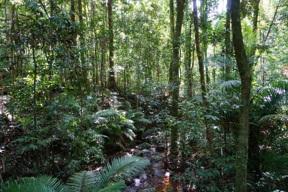 daintreeforest3.jpg