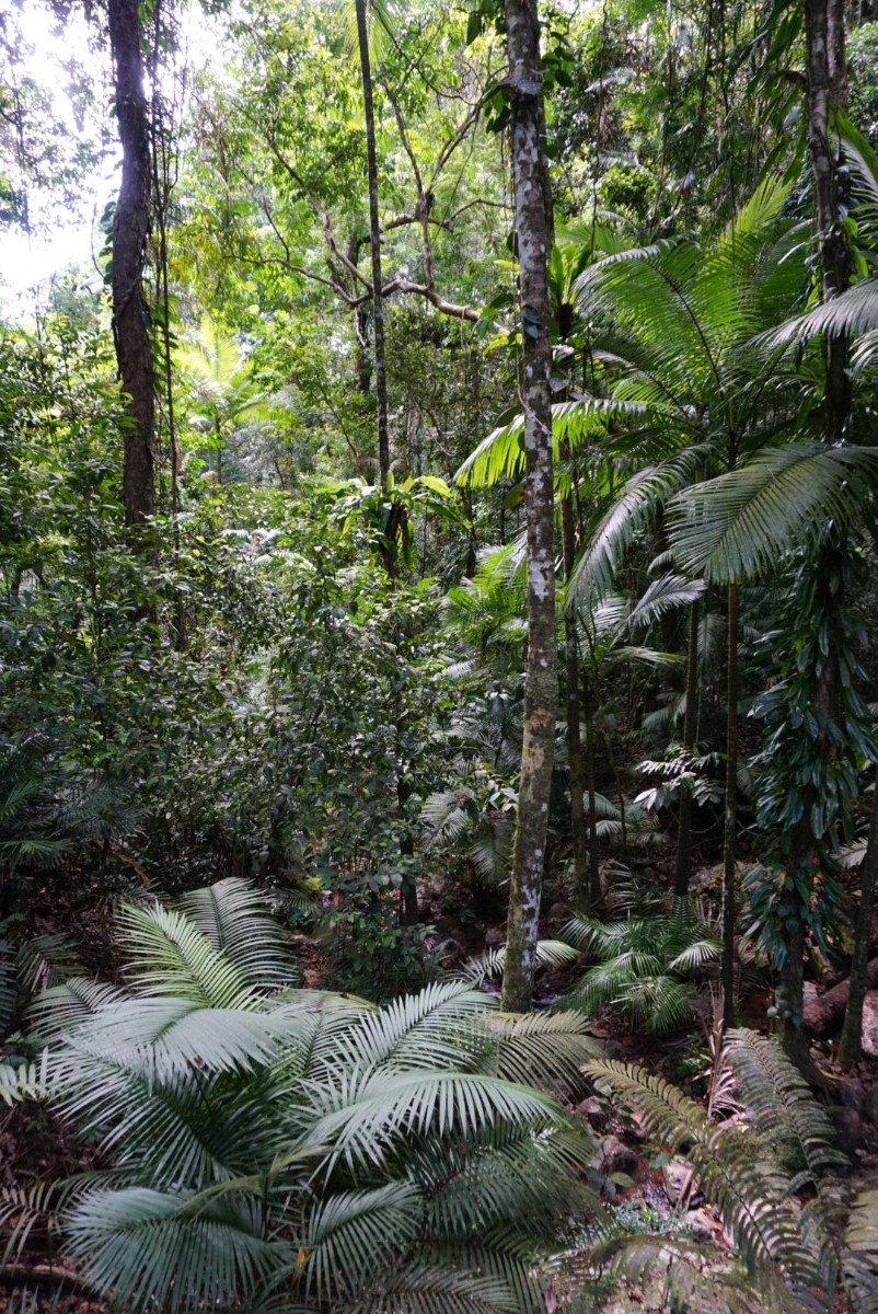 daintreeforest1.jpg