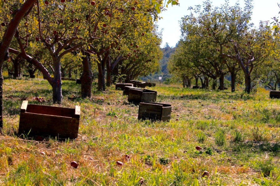 apple crate.jpeg