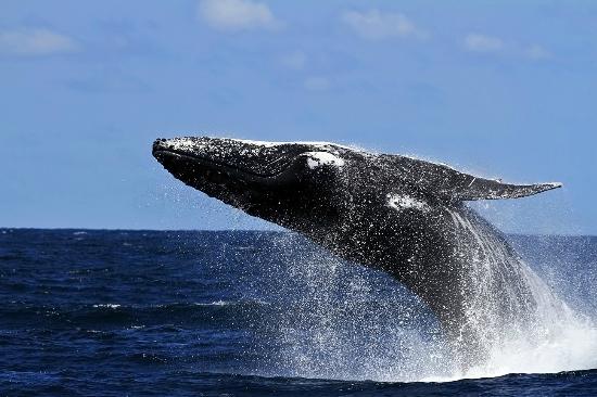 coolangatta-whale-watch.jpg