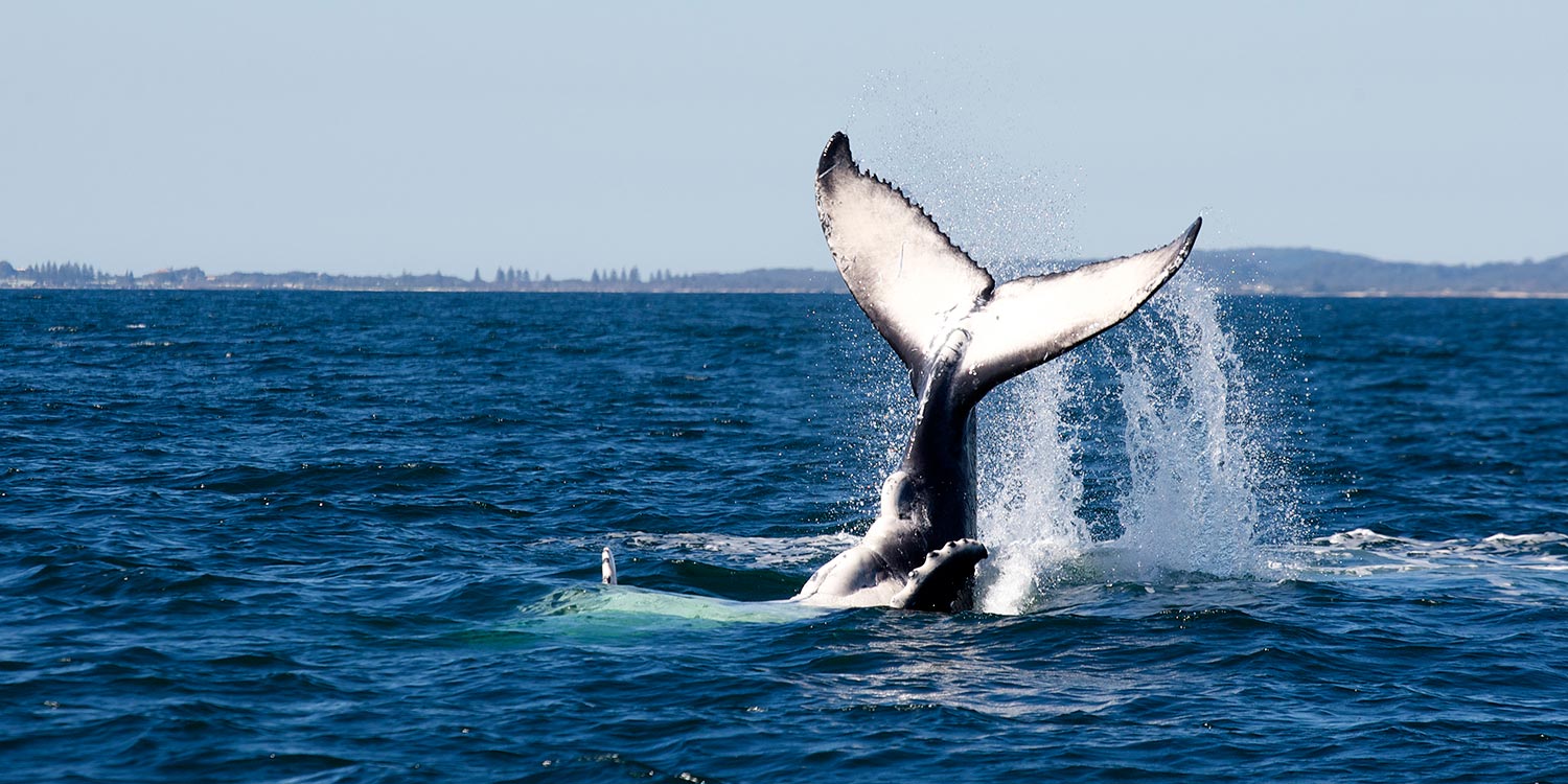 Whale_Watching_Slider_Image_1.jpg