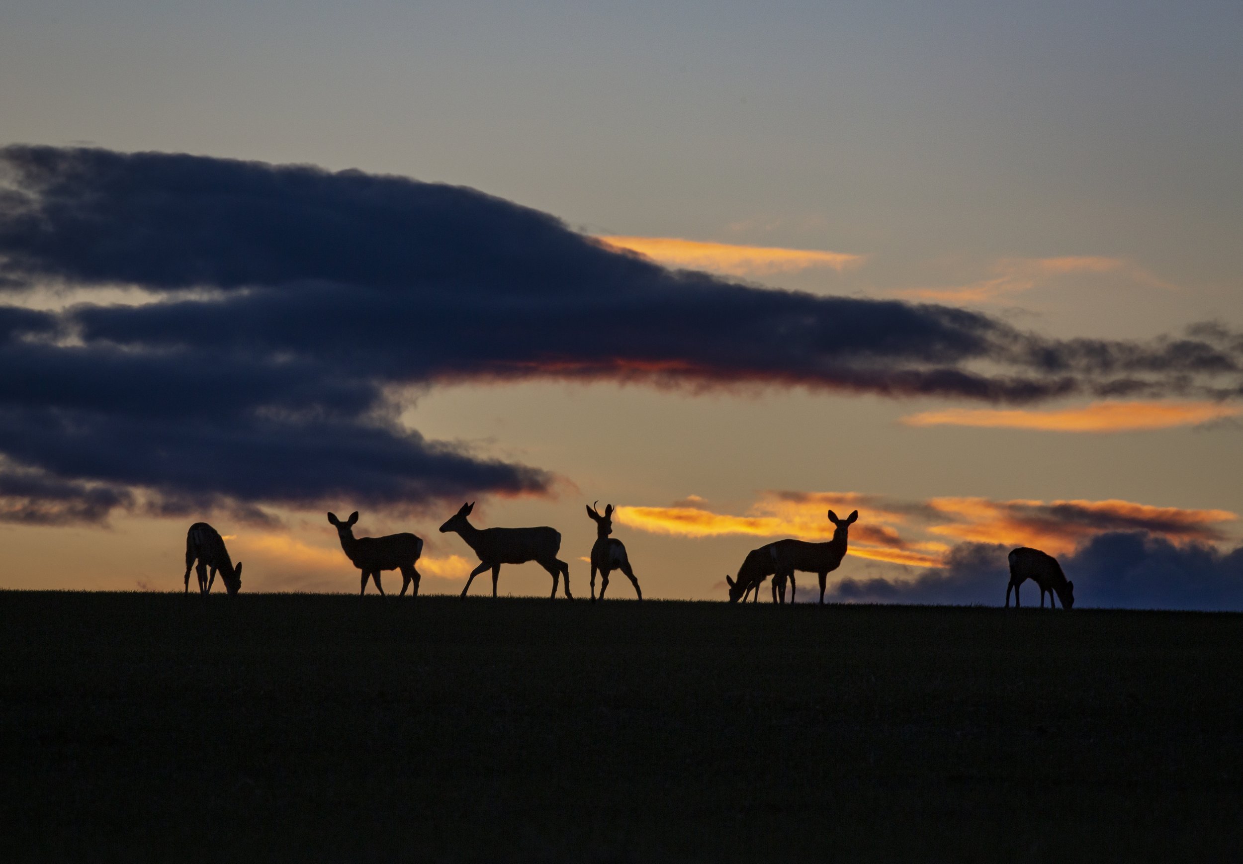  Mule deer graze in the fields north of Pendleton on Feb. 2, 2021. 