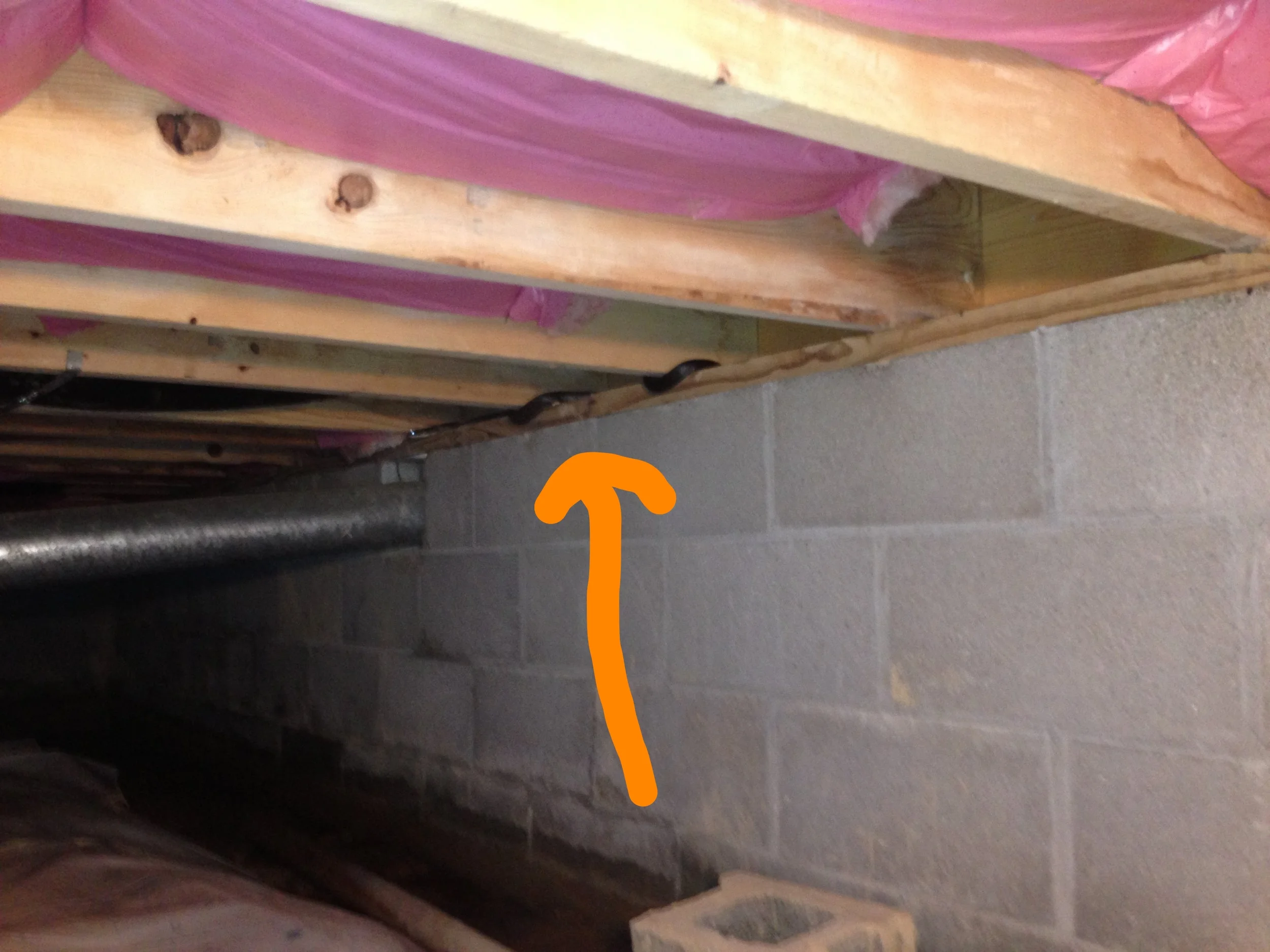 snake in crawl space