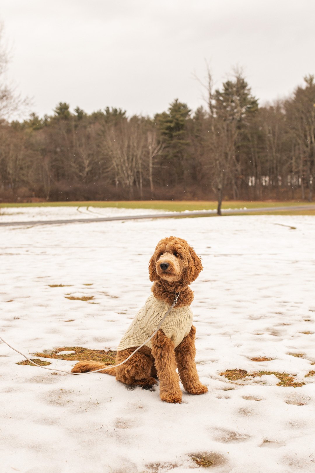 crandallparkminisession_008.jpg