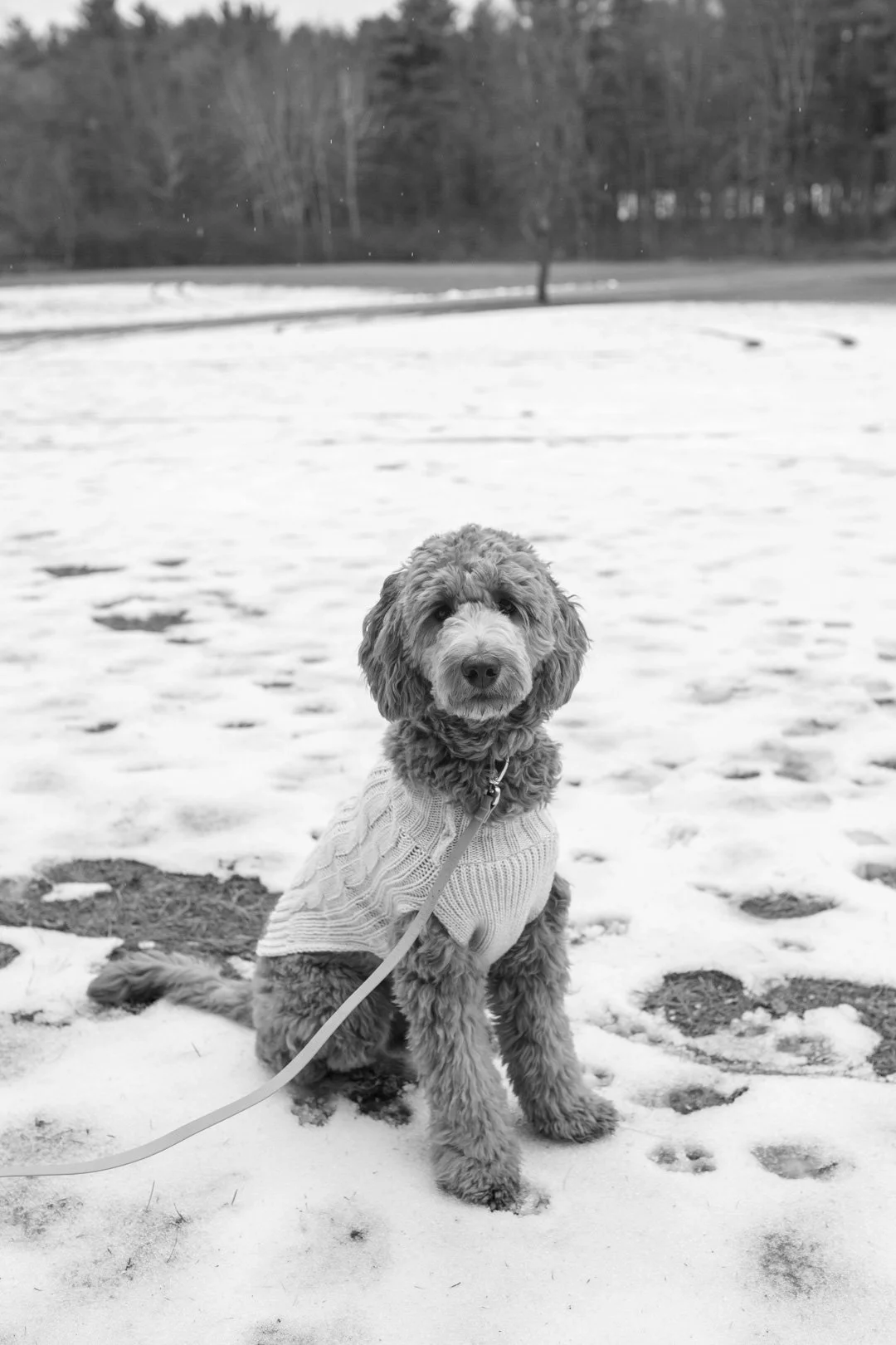 crandallparkminisession_009.jpg