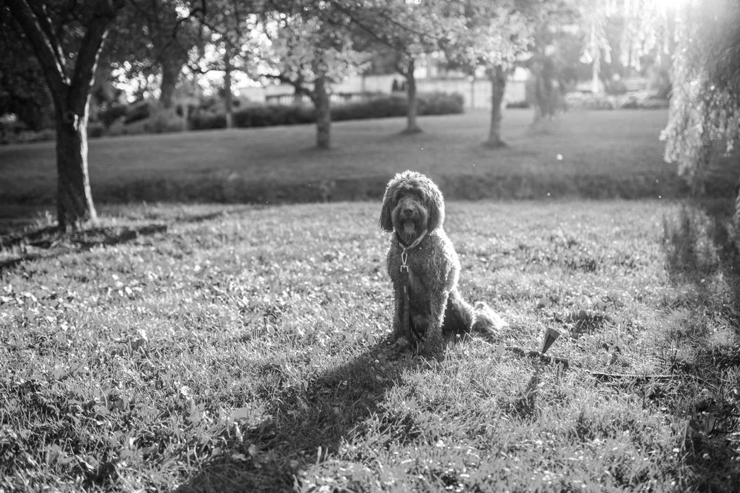 rosie_019.jpg