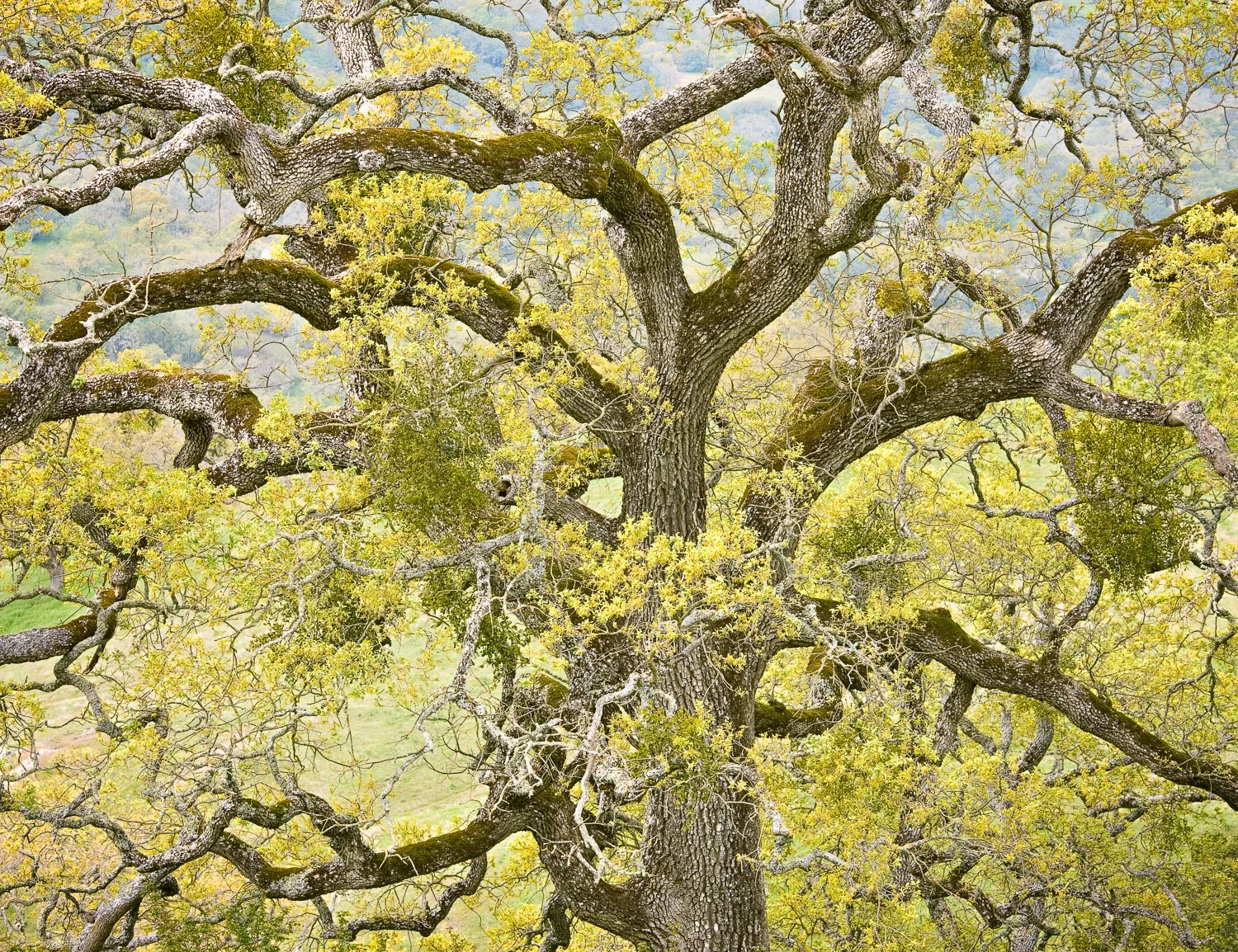 Spring Foliage, Mt Hamilton Road, California