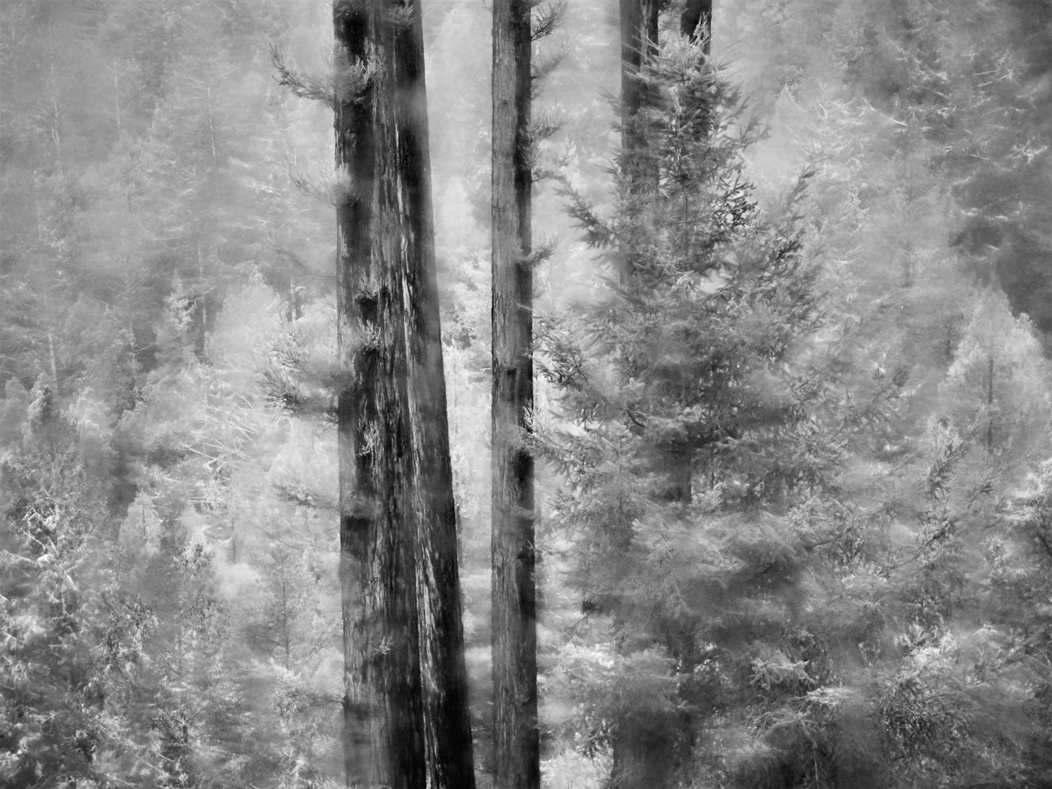 Stormy Winter Rain, Quail Ridge Road, California #3