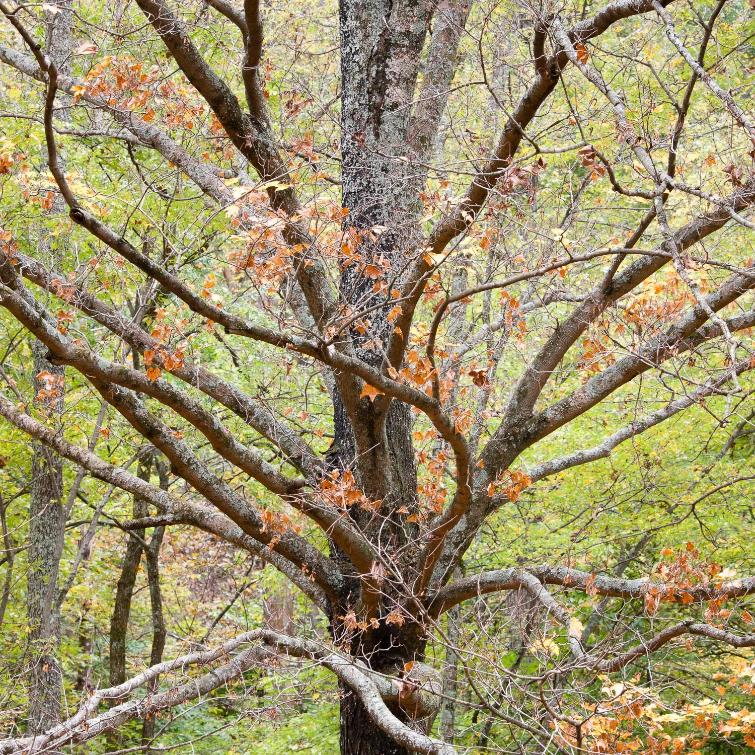 Autumnal Forest Colors, Bernheim Forest, Kentucky #1