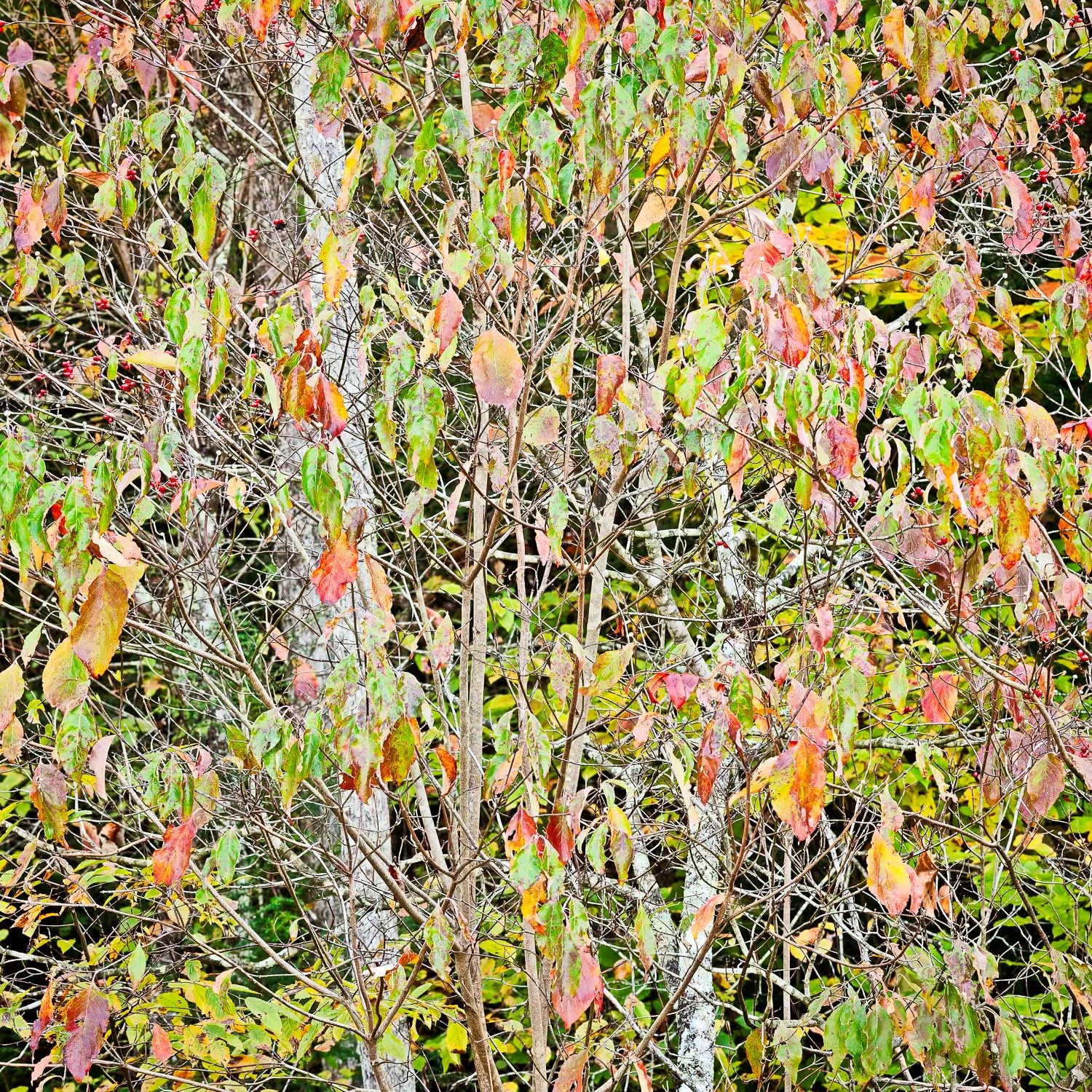 Autumnal Forest Colors, Red River Gorge, Kentucky #1