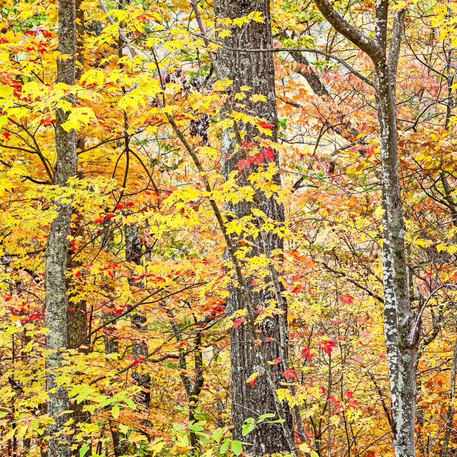 Autumnal Forest Colors, Red River Gorge, Kentucky #3