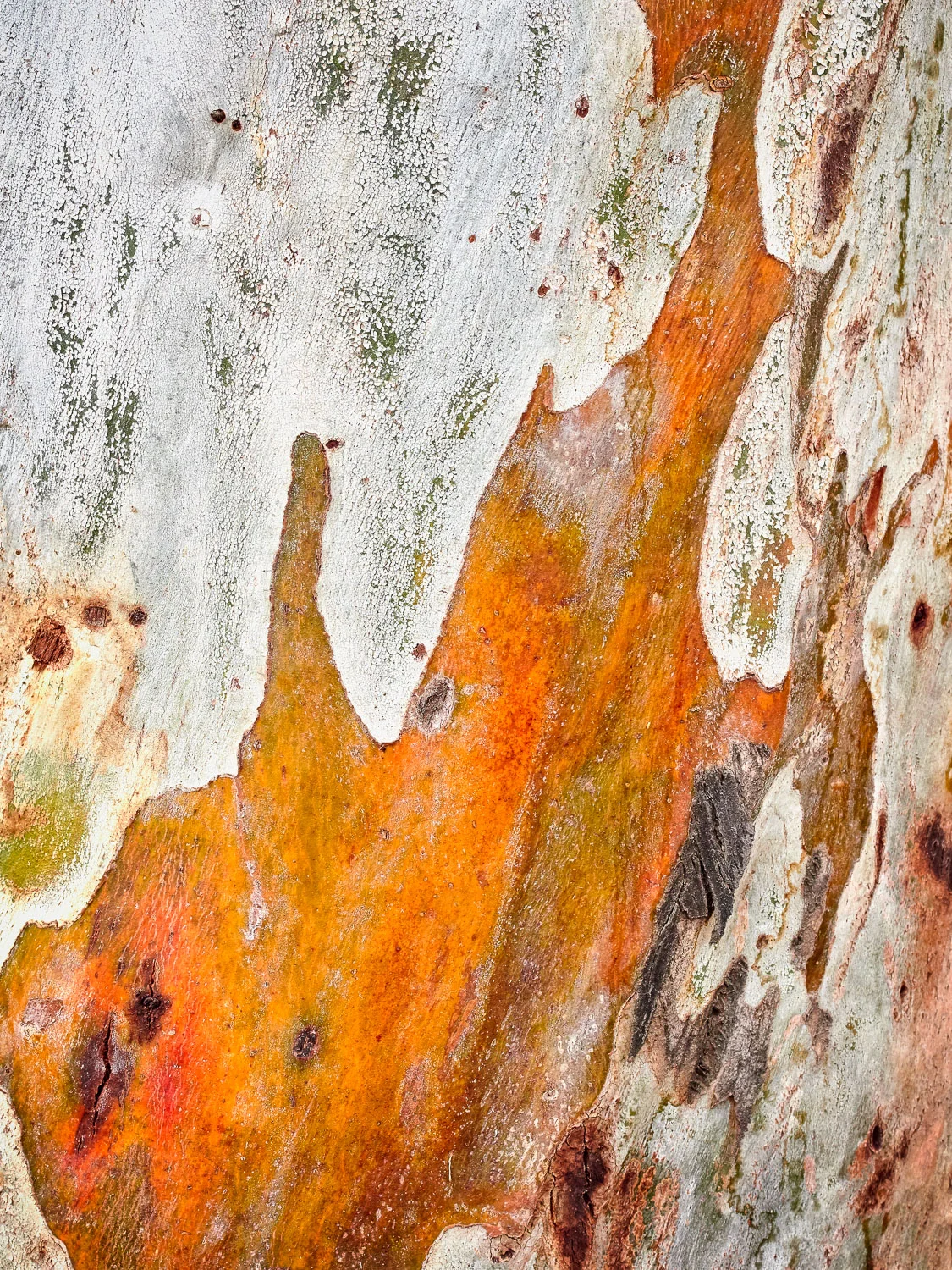 Madrone Bark Detail #3