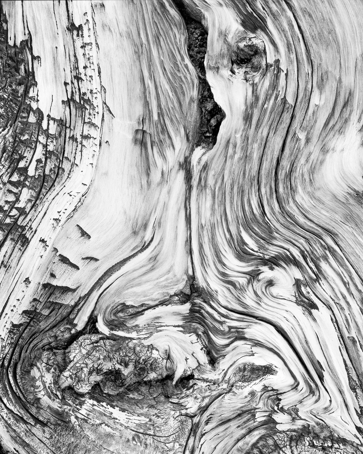 Bristlecone Bark #6