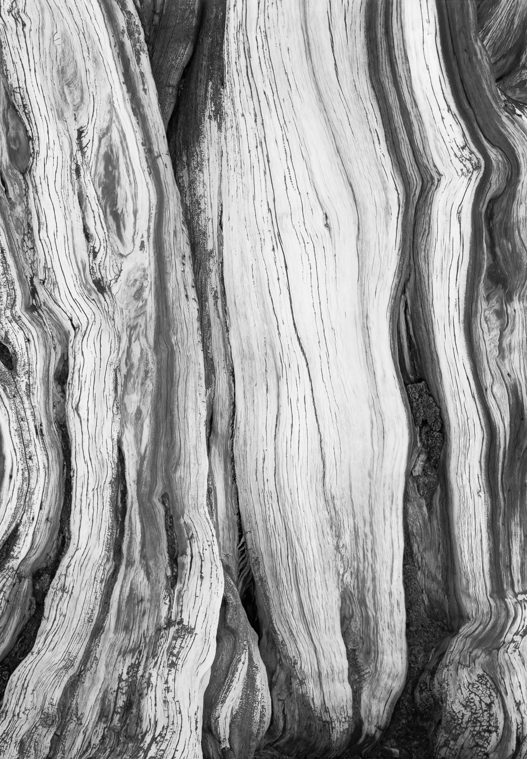 Bristlecone Bark #2