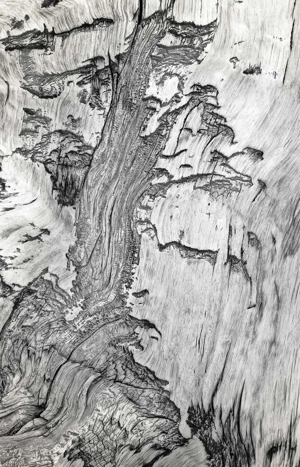 Bristlecone Bark #5