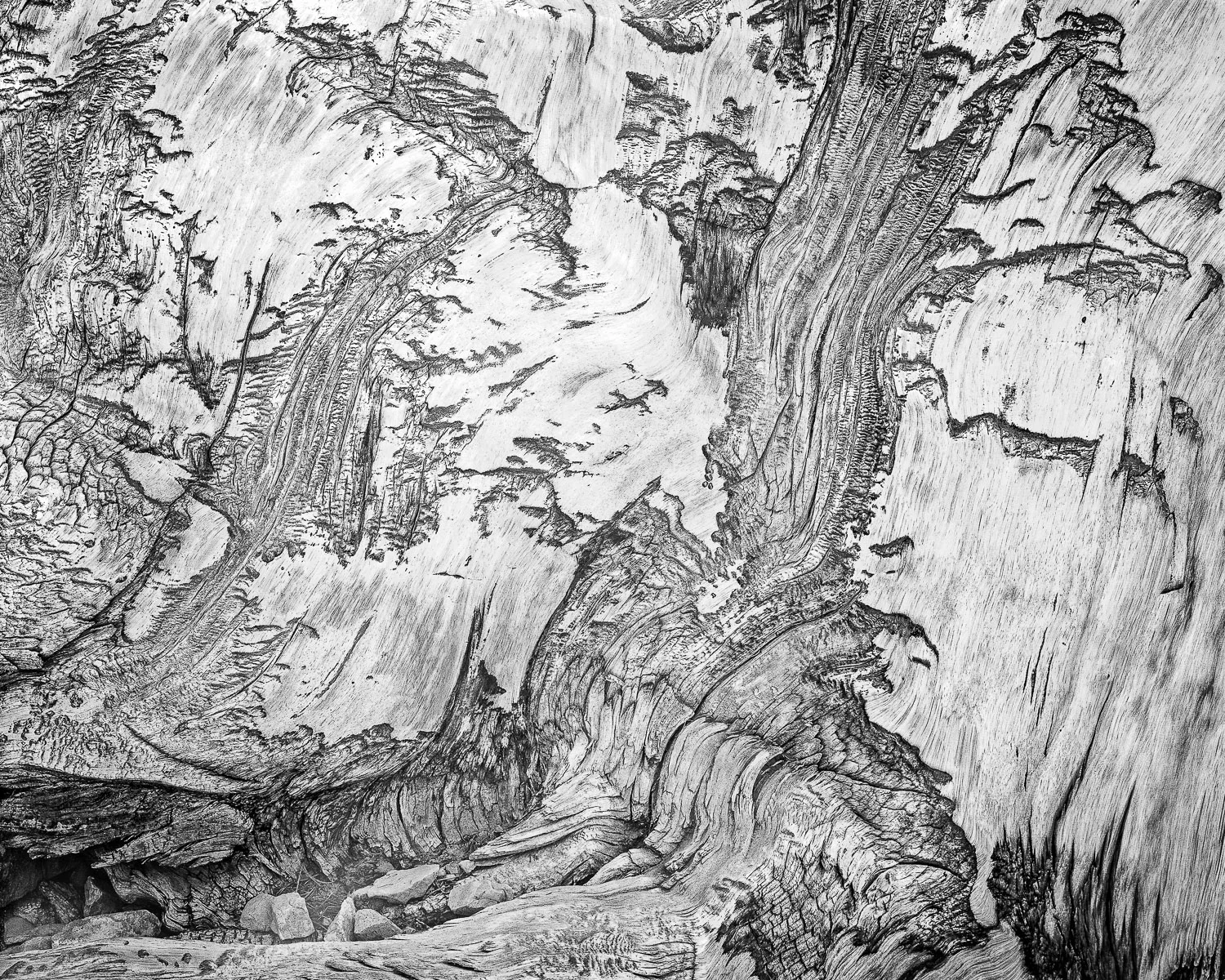 Bristlecone Bark #4